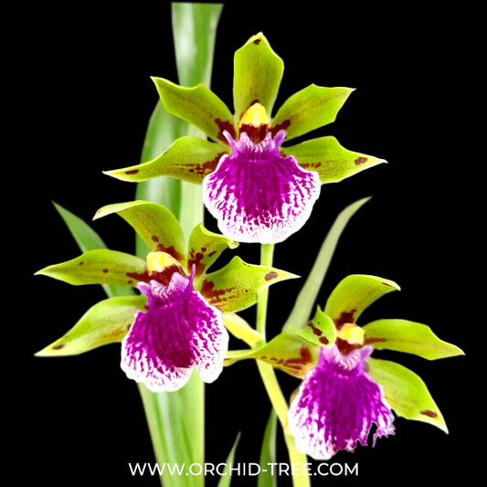 Zygopetalum 'Impasto Green' Orchid Plant - BS