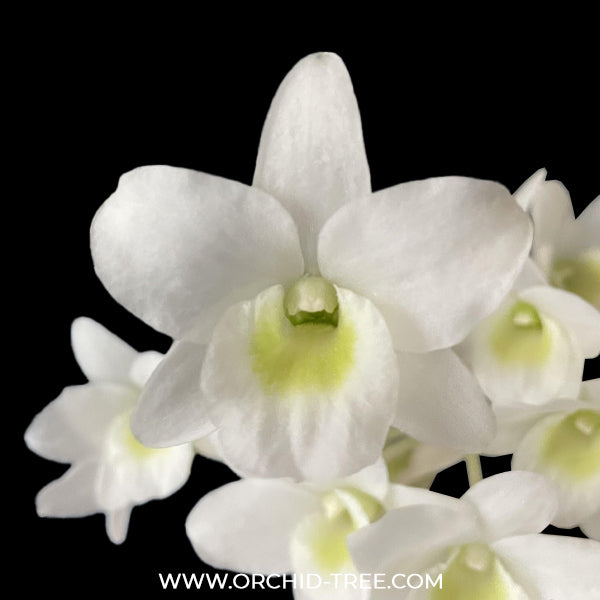 Dendrobium Angel Baby Orchid Plant - BS