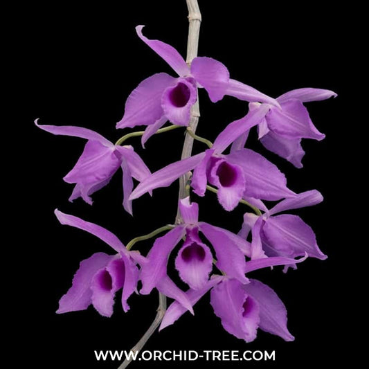 Dendrobium anosmum variegated Orchid Plant - MS