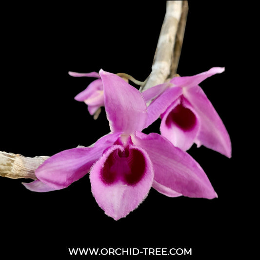 Dendrobium anosmum Semi ‘Pink’ Taiwan x Nestor Semi Orchid Plant -BS