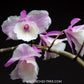 Dendrobium aphyllum trilabelo 'Shining Pink' Orchid Plants - FF