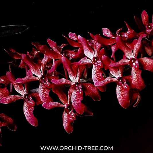 Renanthera Azimah x Rhynchostylis gigantea Orchid Plant - BS
