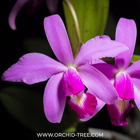 Cattleya violacea sp. Orchid Plant - BS