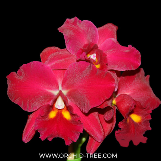 Cattleya Kozo's Scarlet 'Vi-Emi' Orchid Plant - NBS