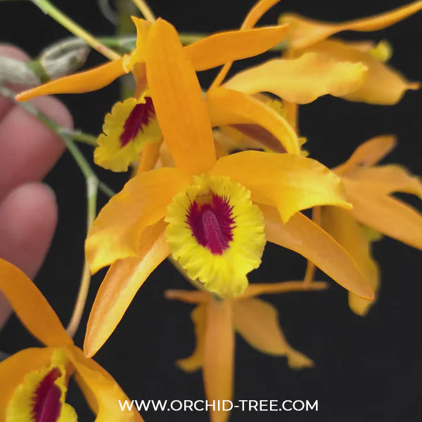 Dendrobium Chantaboon Sunrise 'AES' Orchid Plant - FF (Emerging spike)