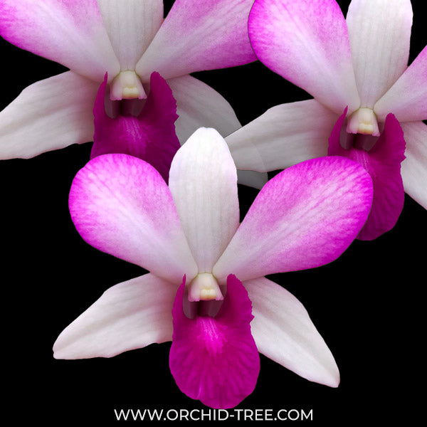 Buy Dendrobium Orchids Online India | Dendrobium Orchids | Orchid-tree ...