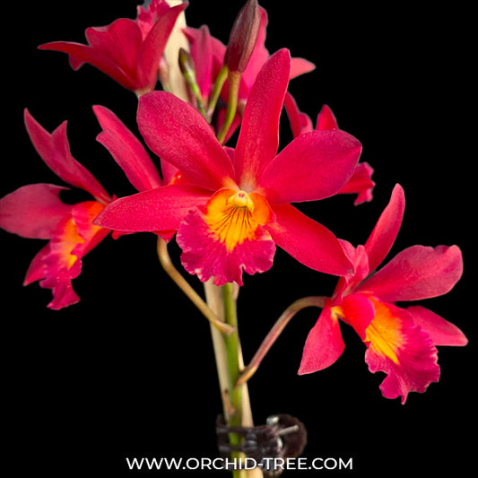 Cattleya Brolaelianthe CF Cherise Orchid plant - BS