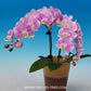 Phalaenopsis Fuller's Cherry Blossom Orchid Plant -FF