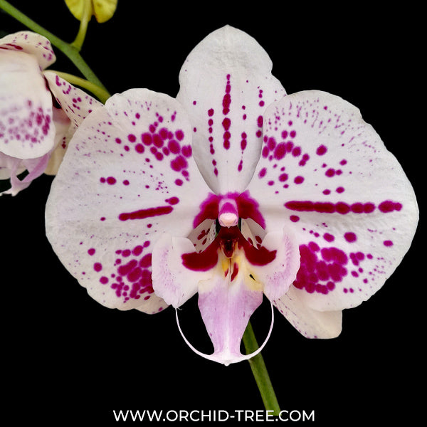 Phalaenopsis Fullers Clown Orchid Plant - FF