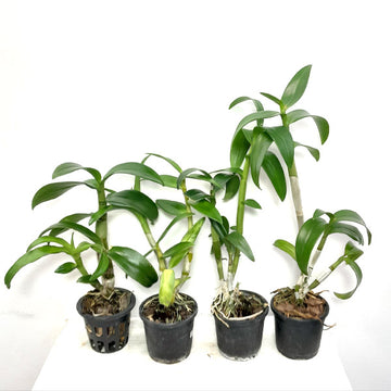 Buy Dendrobium Orchids Online India 