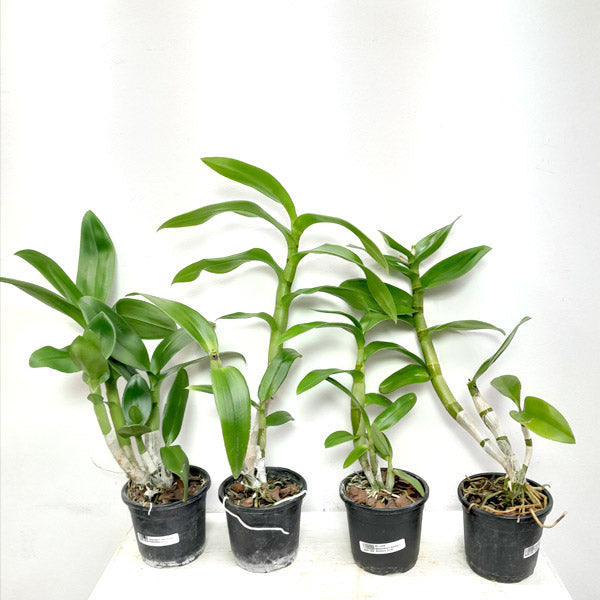 Combo Packs – Orchid-Tree