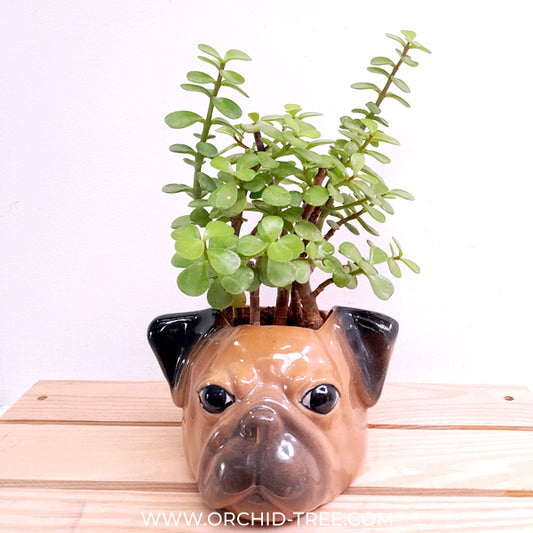 Jade Dog | Arrangement in Ceramic Planter