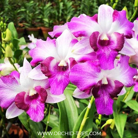 Dendrobium Dragon Pink Orchid Plant - BS