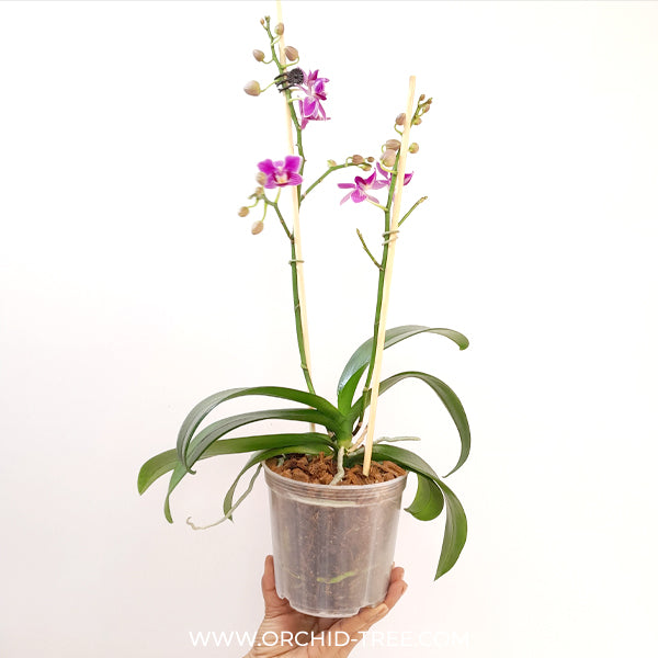 Phalaenopsis Electric Vibes Orchid Plant - FF