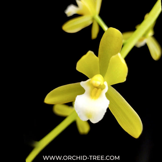 Cymbidium finlaysonianum var Flava sp. Orchid Plant - BS