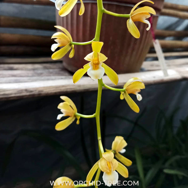 Cymbidium finlaysonianum var Flava sp. Orchid Plant - BS