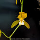 Cymbidium finlaysonianum var Flava sp. Orchid Plant - BS