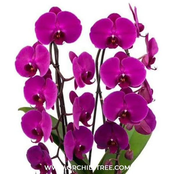 Phalaenopsis Freeride Orchid Plant -FF