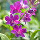 Dendrobium Genting Red Orchid Plant - FF