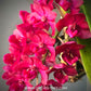 Rhynchostylis gigantea Red sp. - FF