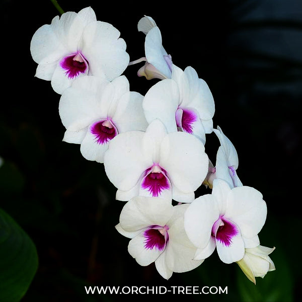 Dendrobium Glory White x Sirirattana Orchid Plant - FF