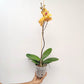 Phalaenopsis Younger Gold Girl Orchid Plant- FF