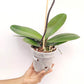 Phalaenopsis Younger Gold Girl Orchid Plant- FF