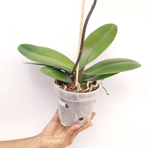 Phalaenopsis Younger Gold Girl Orchid Plant- FF