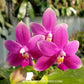 Phalaenopsis violacea var. indigo red 'MIKI' Orchid Plant -FF