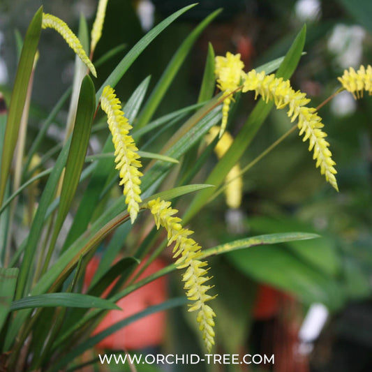 Dendrochilum javierense sp. (Yellow) Orchid Plant - BS