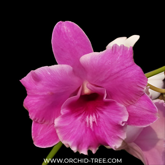 Dendrobium King Dragon x Anucha Flare Orchid Plant - BS