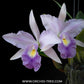 Cattleya Mishima Elf Orchid Plant -BS