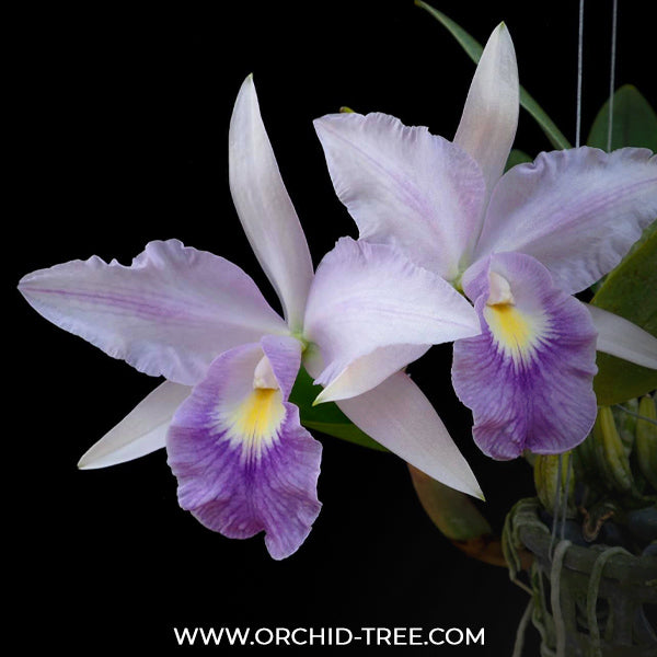 Cattleya Mishima Elf Orchid Plant -BS