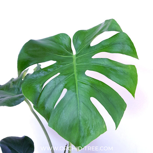 Monstera Deliciosa Plant