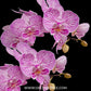 Phalaenopsis Musica Orchid Plant - FF (2 Spike)