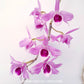 Dendrobium anosmum var. alba x Nestor Orchid Plant - FF