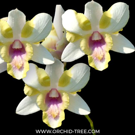 Dendrobium Nopporn Star Bright #738 Orchid Plant- BS