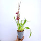 Oncidium (Odon) Barrocco Bright Orchid Plant- FF