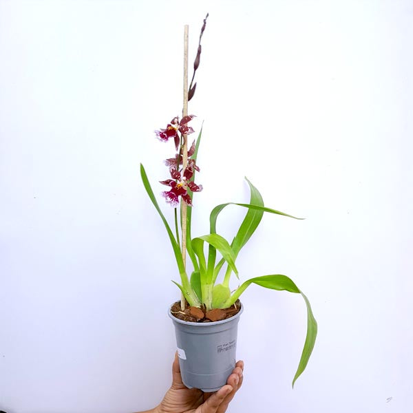 Oncidium (Odon) Barrocco Bright Orchid Plant- BS