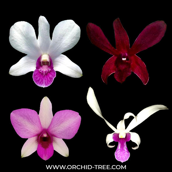 Buy Dendrobium Orchids Online India 