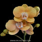 Phalaenopsis Peach Melba Orchid Plant - FF