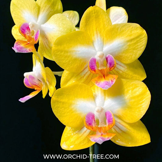 Phalaenopsis Yen Shuai Sweet Girl 'Shiny Girl' Orchid Plant - FF