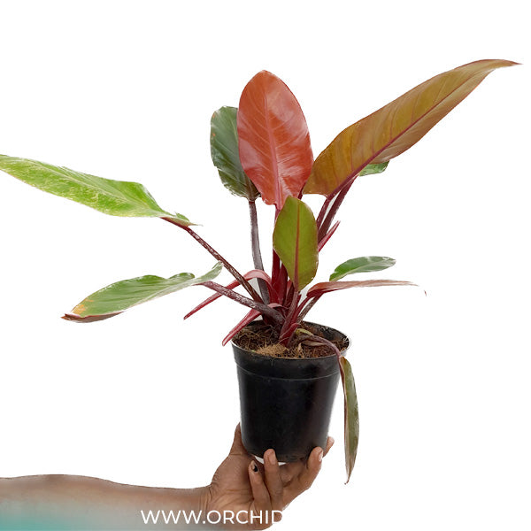 Philodendron imperial Red