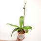 Phalaenopsis Pink Panda Orchid plant- FF