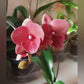 Phalaenopsis Charming Salmon '1320' - FF