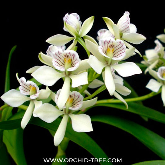 Encyclia radiata sp. - FF