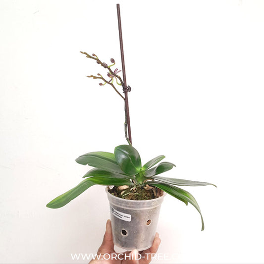 ORCHIDEA PHALAENOPSIS BOHO LOVE BIANCO VASO 12CM - Speciale Orchiday Online  Peragashop