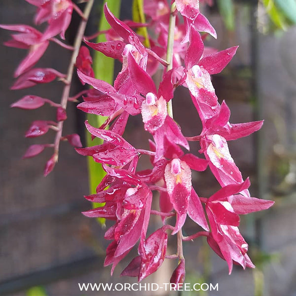 Rodridenia Woon Leng's Red Gem Orchid Plant - BS