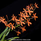 Renanthera philippinensis x Vanda falcata Orchid Plant -BS