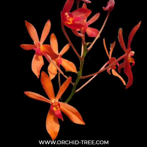 Renanthera philippinensis x Vanda falcata Orchid Plant -BS